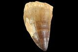 Mosasaur (Prognathodon) Tooth - Morocco #74997-1